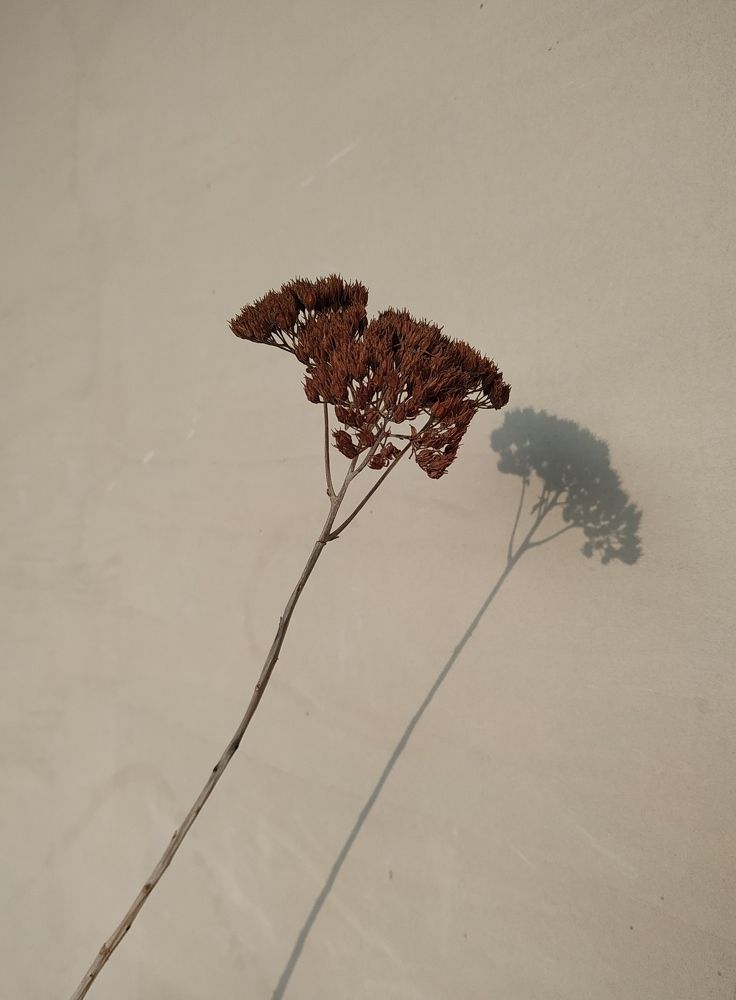 Photograph by Нигора Каримова