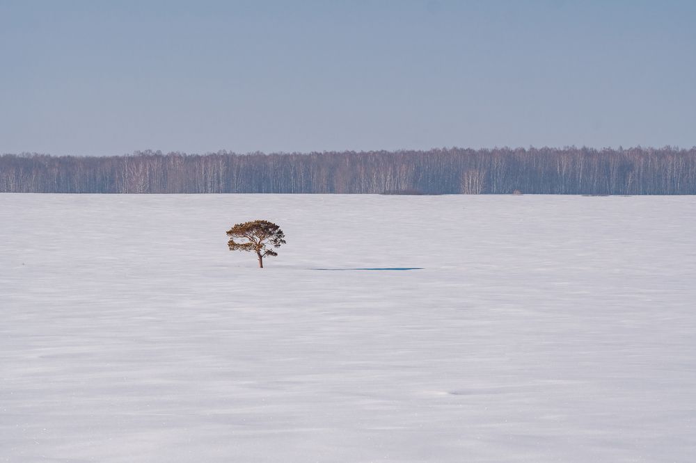 Одинокая сосна в царстве снега