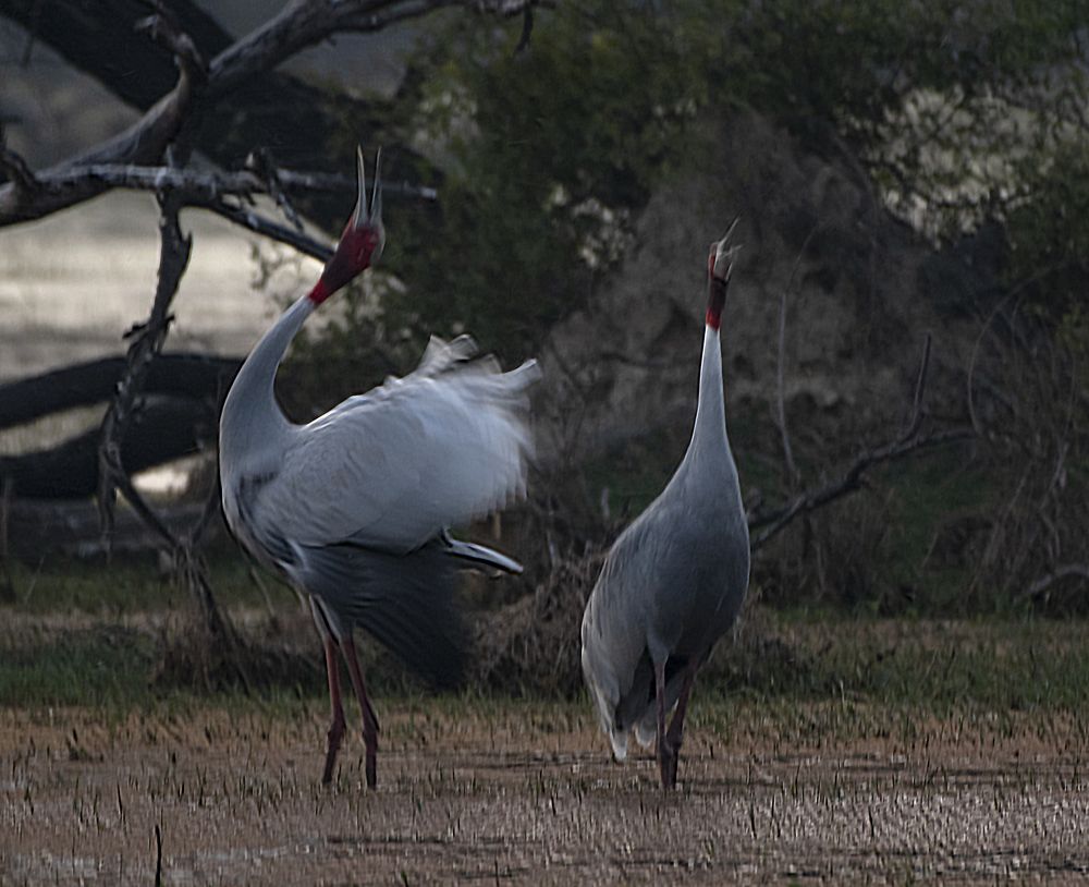 Фотография автора Hirak Mitra