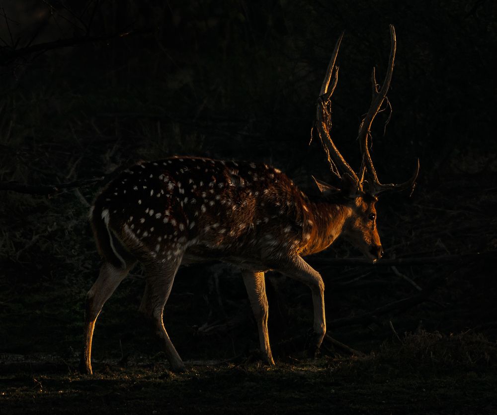 Фотография автора Hirak Mitra