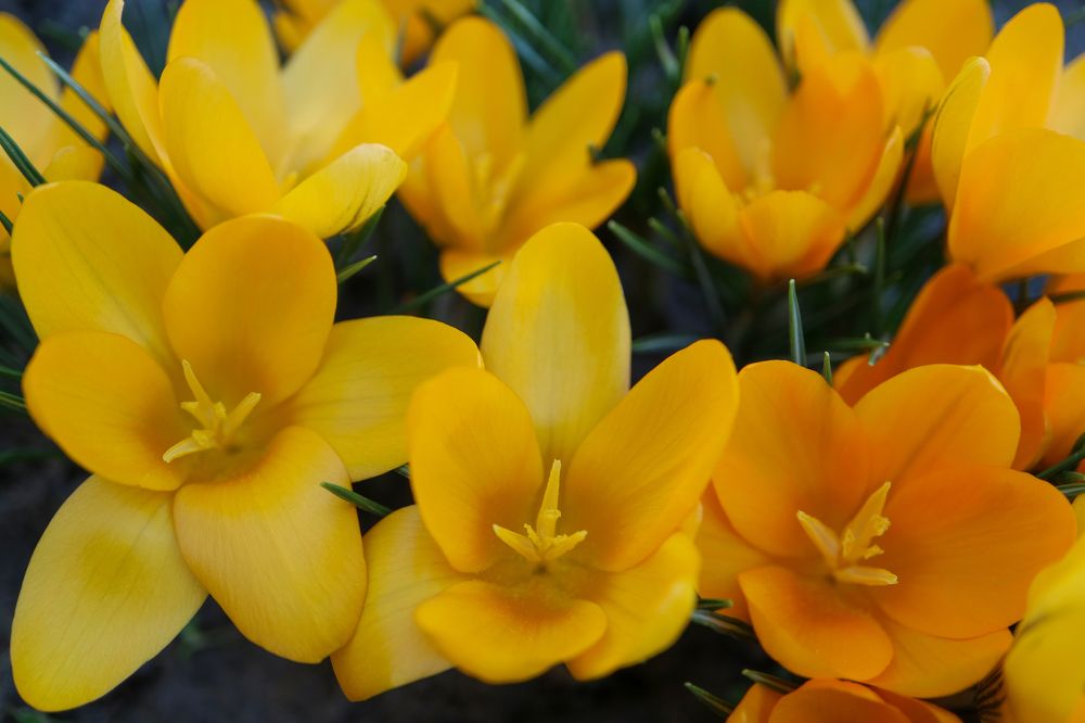 Yellow Crocuses With Delicate Petals