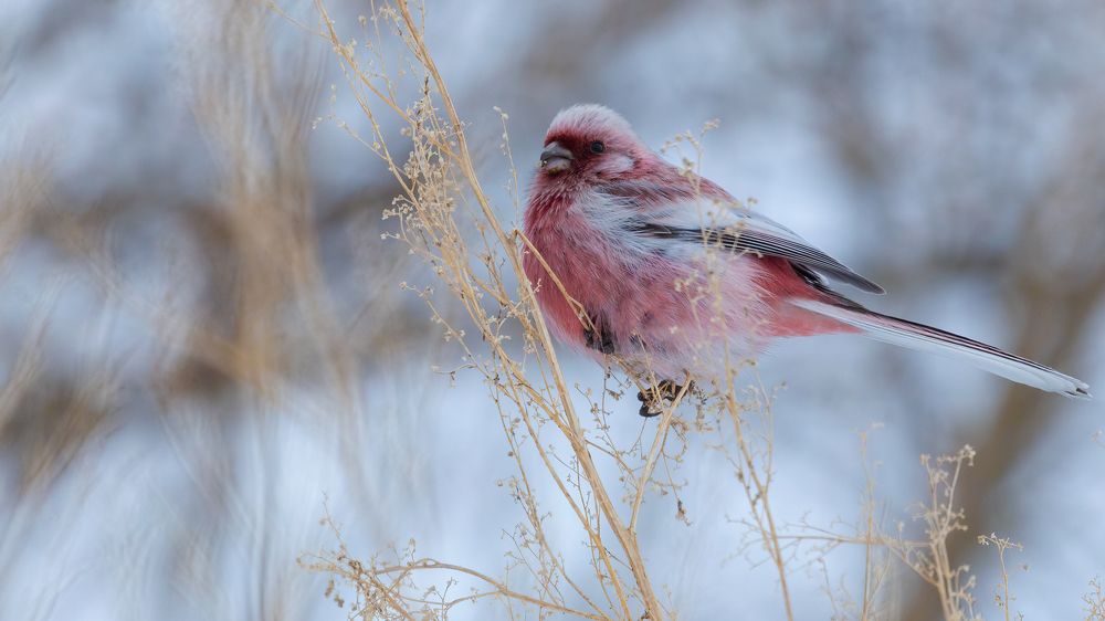 Photograph by Марат Кучкаев