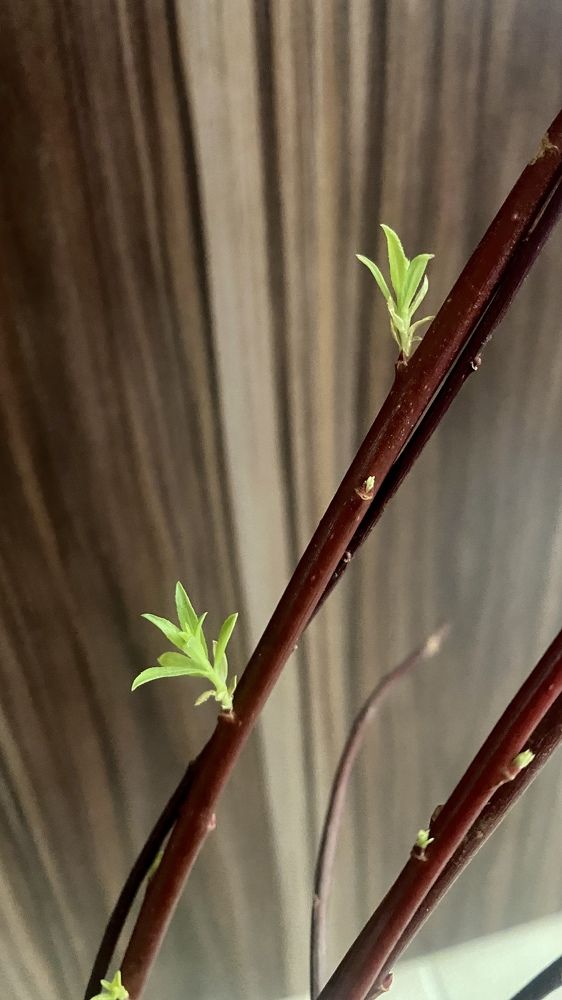 Фотография автора shima tabatabai