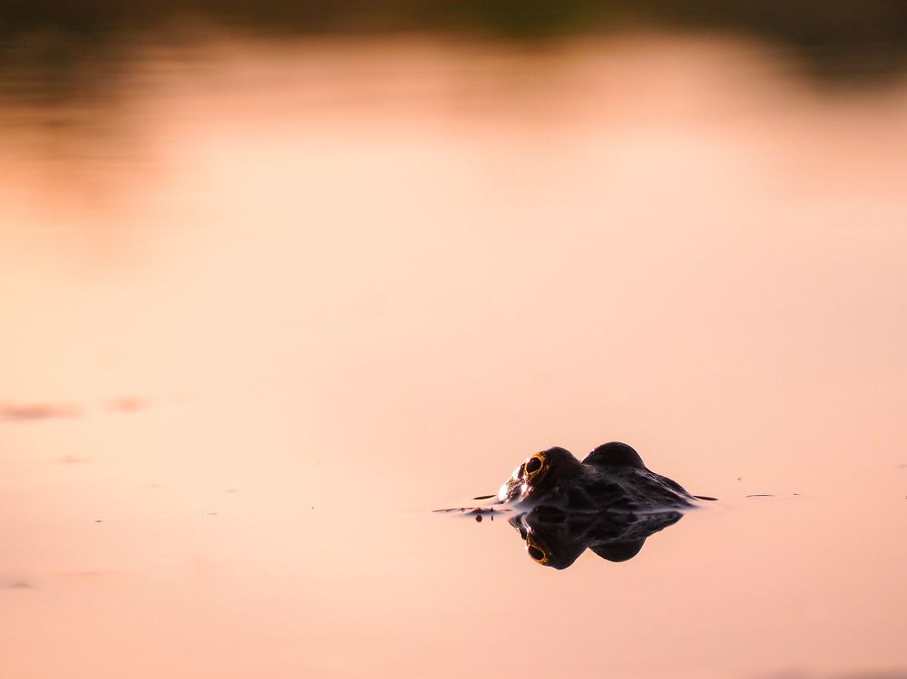 Photograph by Светлана Шибаршина