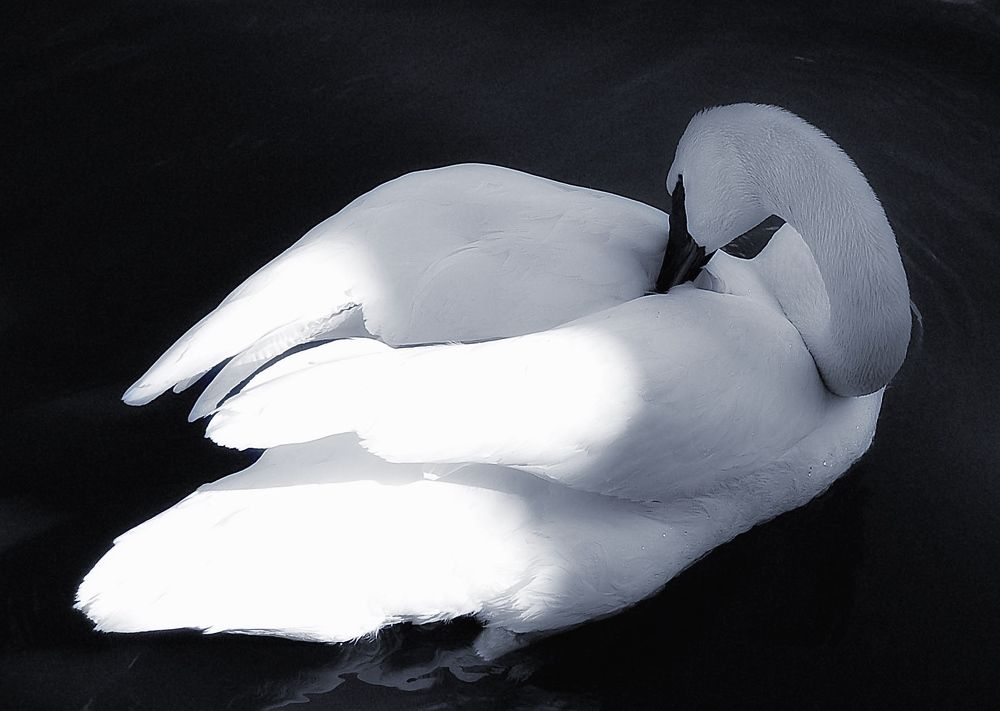 Photograph by Елена Сушкова
