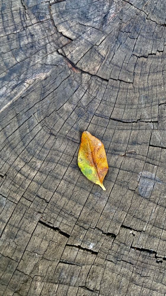 Фотография автора shima tabatabai