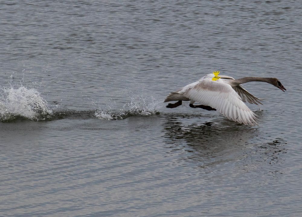 Photograph by Surej Kumar Suresh Kumar