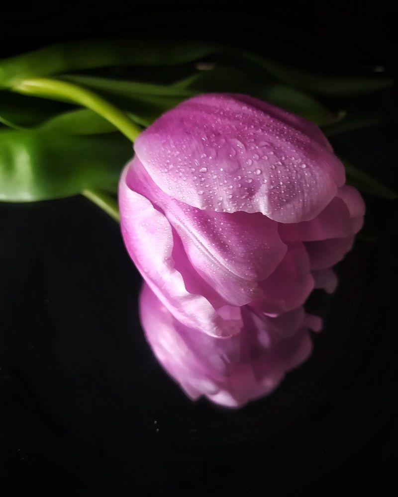 Тюльпан.Зазеркалье.