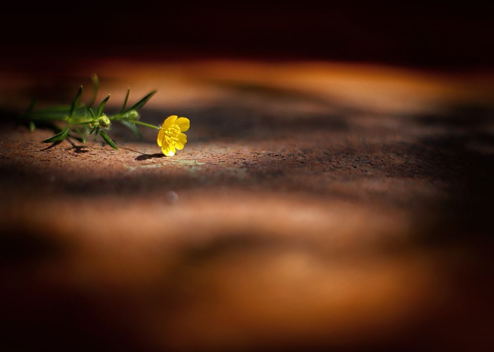 Photograph by Давлеева Эльза