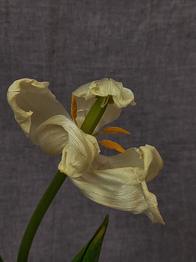 Photograph by Svetlana Yurasova