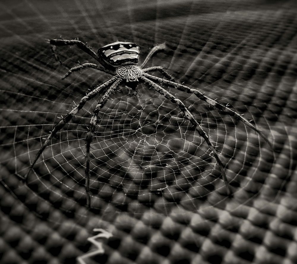 Signature spider