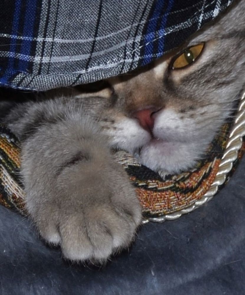 кота в кепке не видали