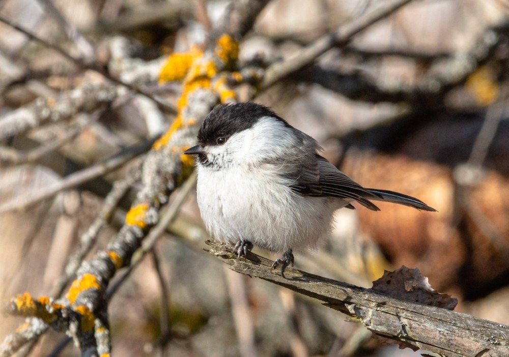 Фотография автора Екатерина Счасная