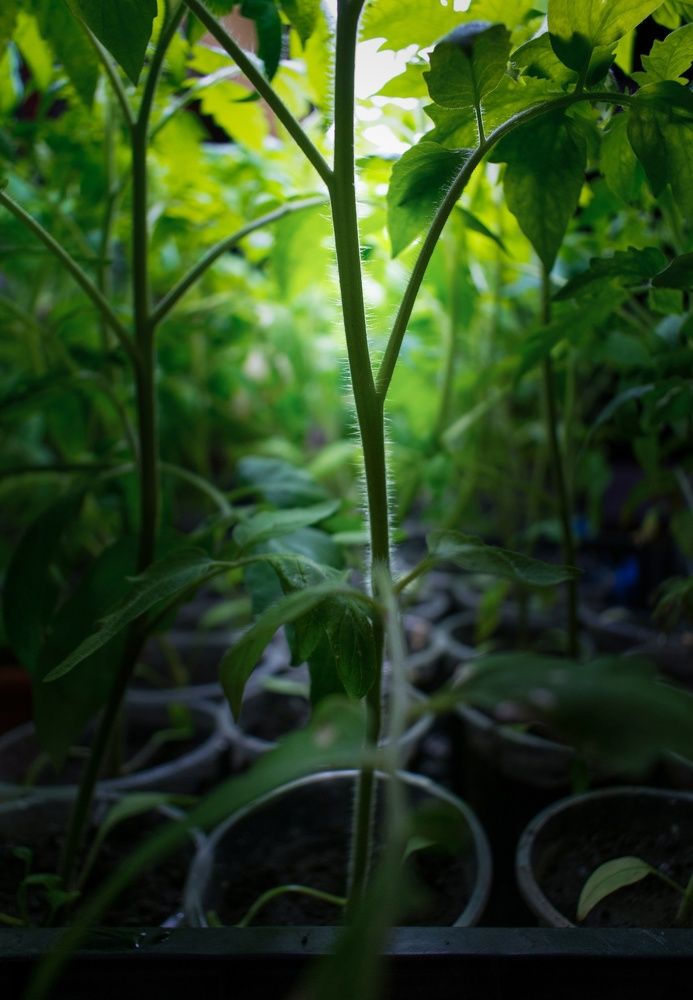 Photograph by Юлия Ламанова