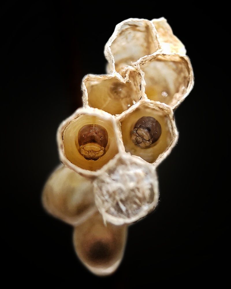 Photograph by Dharmendra Padhiyar