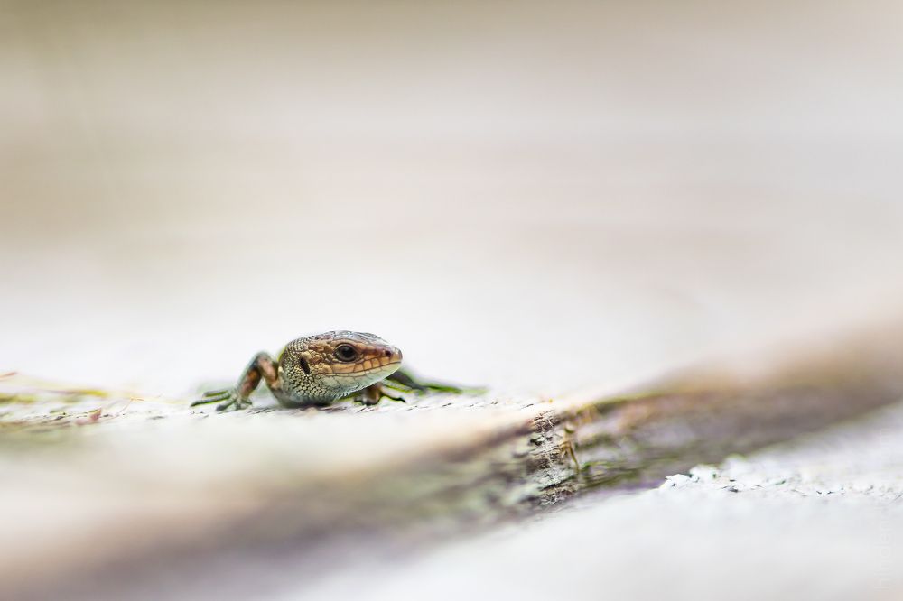 Photograph by Анна Гиндендорф