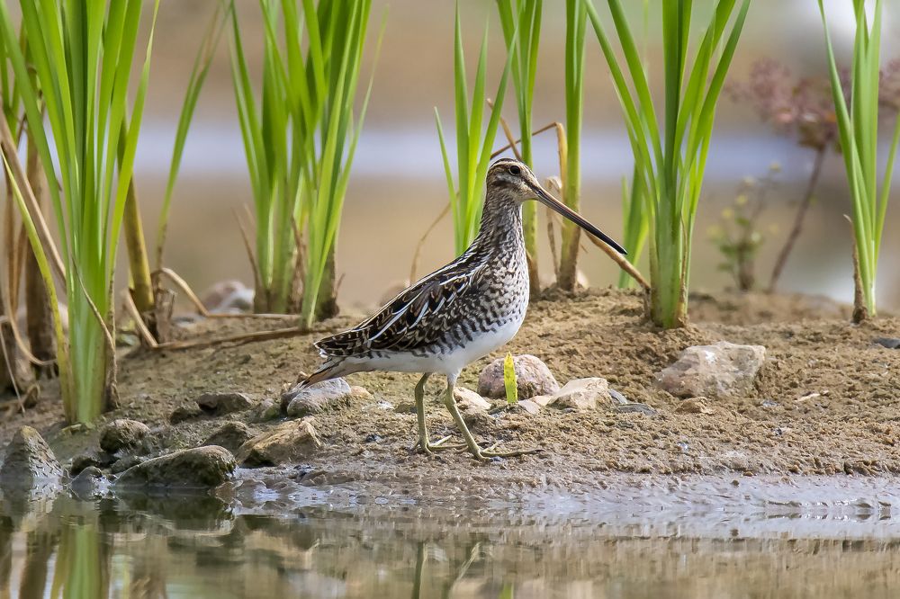 Photograph by Валерий Шурмиль