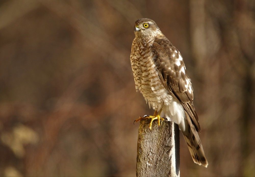 Photograph by Bruno Kaurinovic