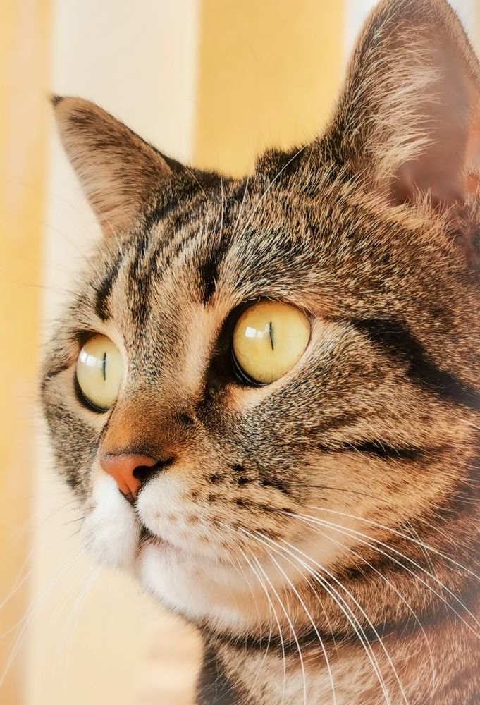 Katie - The Brit tabby cat