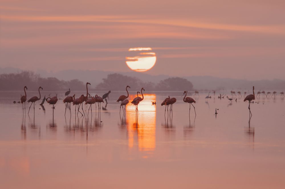 Flamingo in the sunrise
