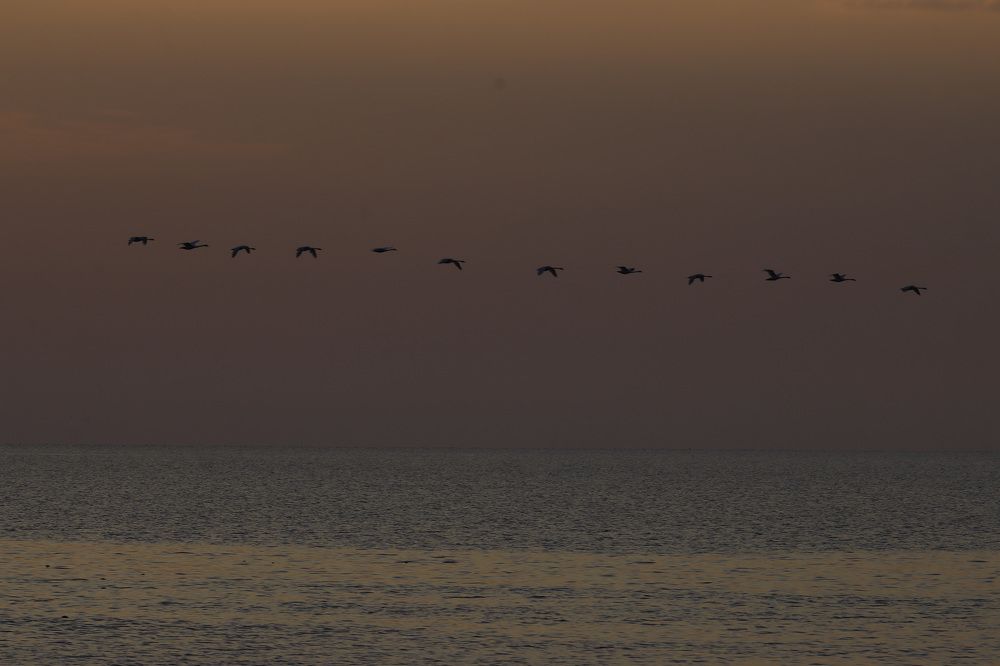 лебеди на рассвете