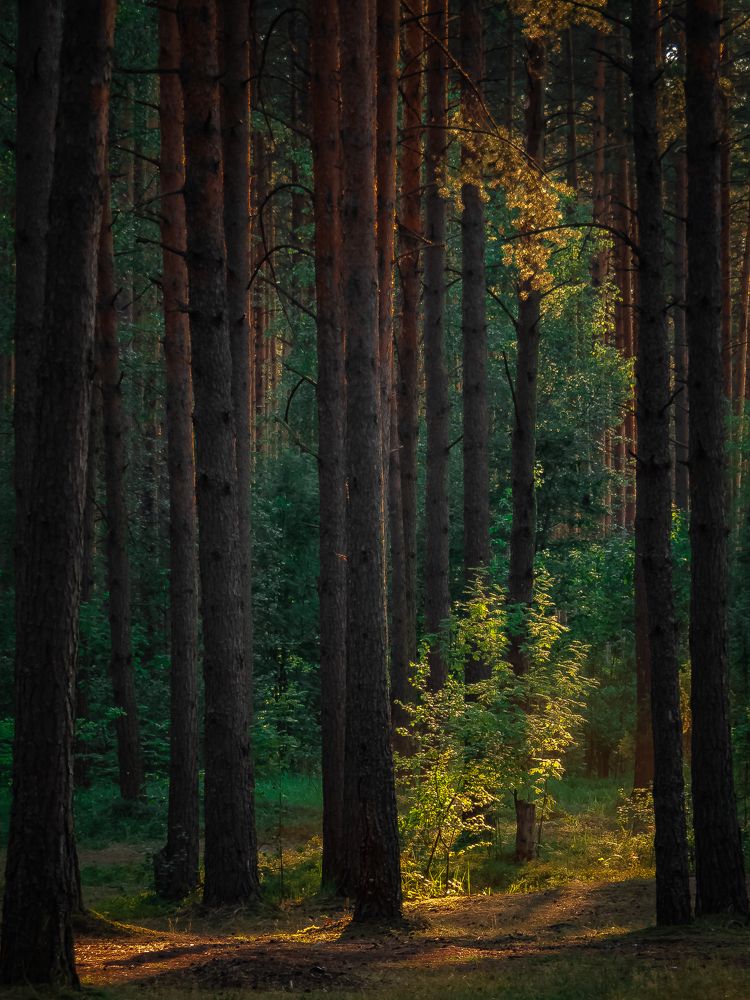 Photograph by Сергей Богданов