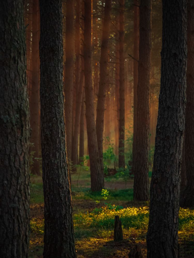 Photograph by Сергей Богданов