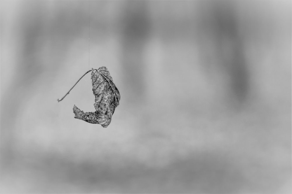 Photograph by Constantin Lazar