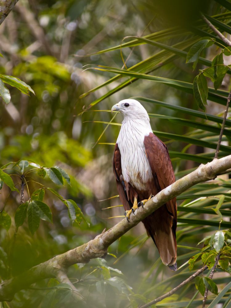 Brahminy Kite