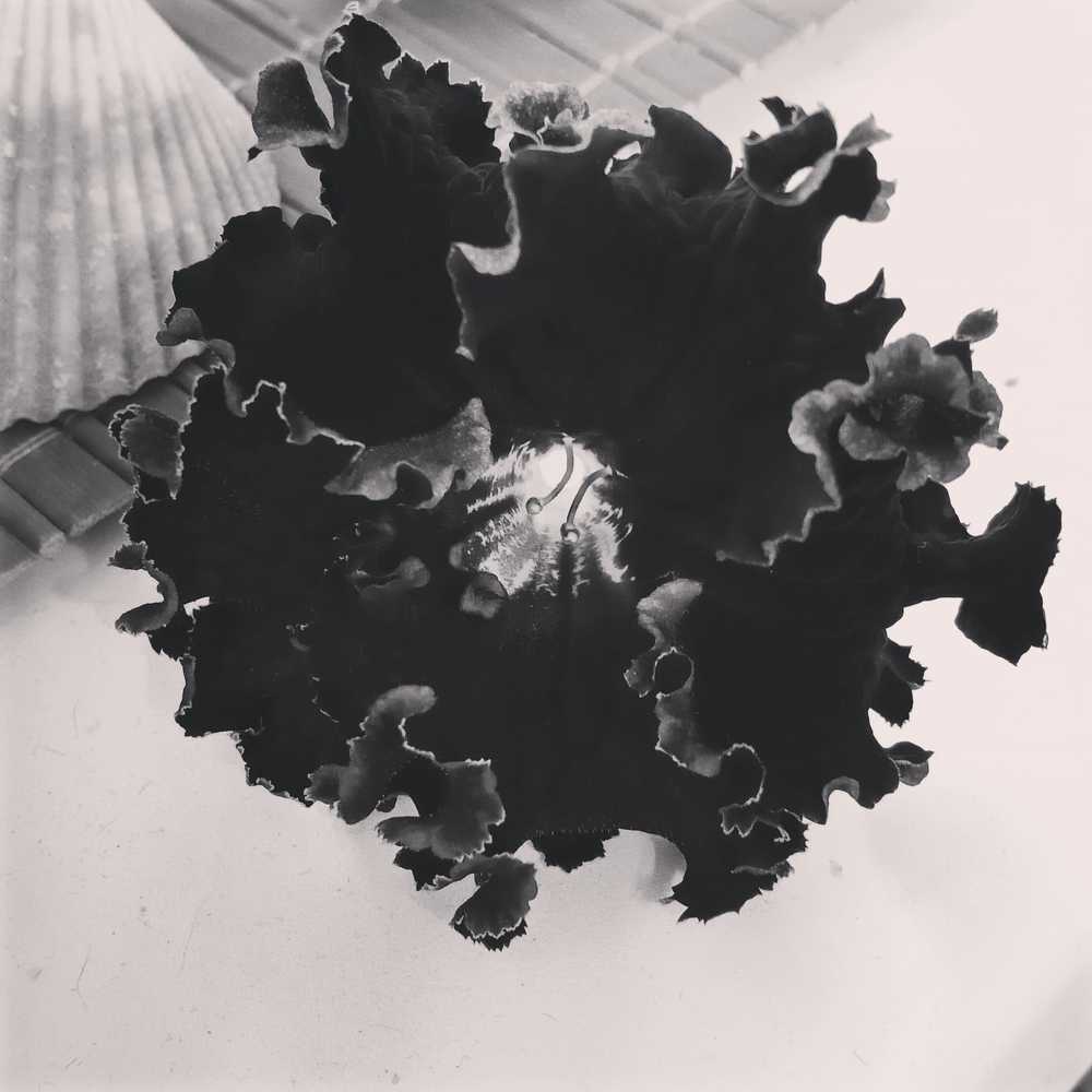 Photograph by Ирина