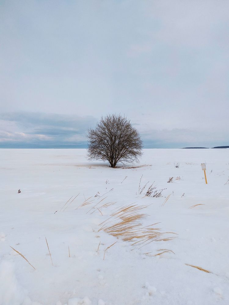 Одинокое дерево