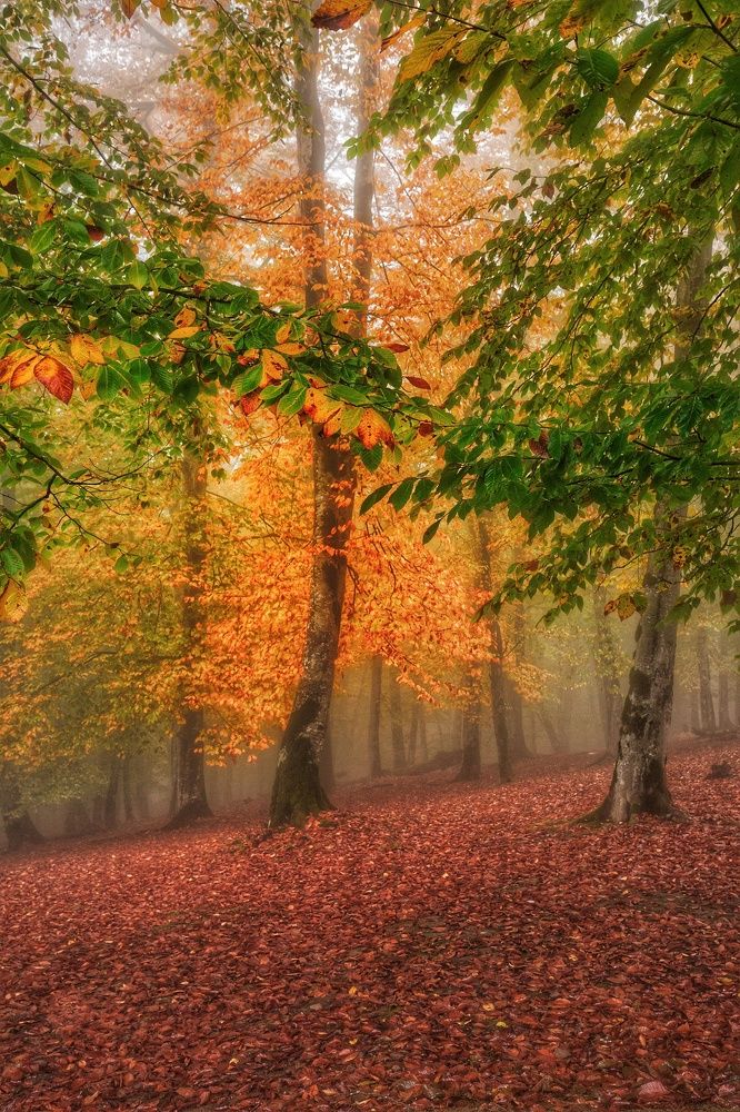 Photograph by Hossain Pourhasan