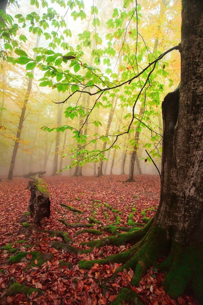 Photograph by Hossain Pourhasan