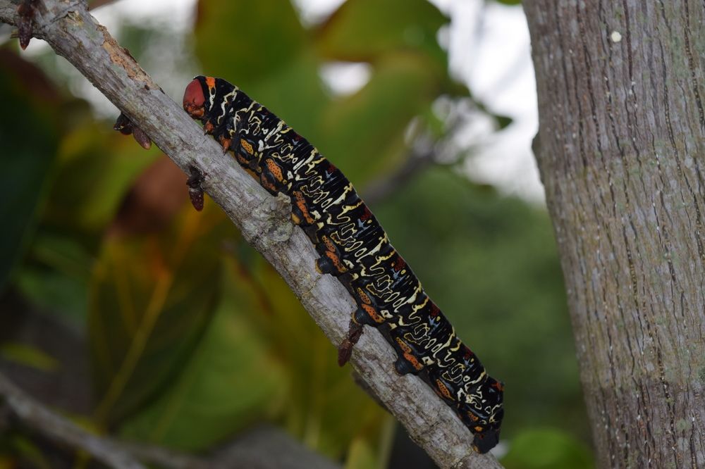 Photograph by Anuja Singh