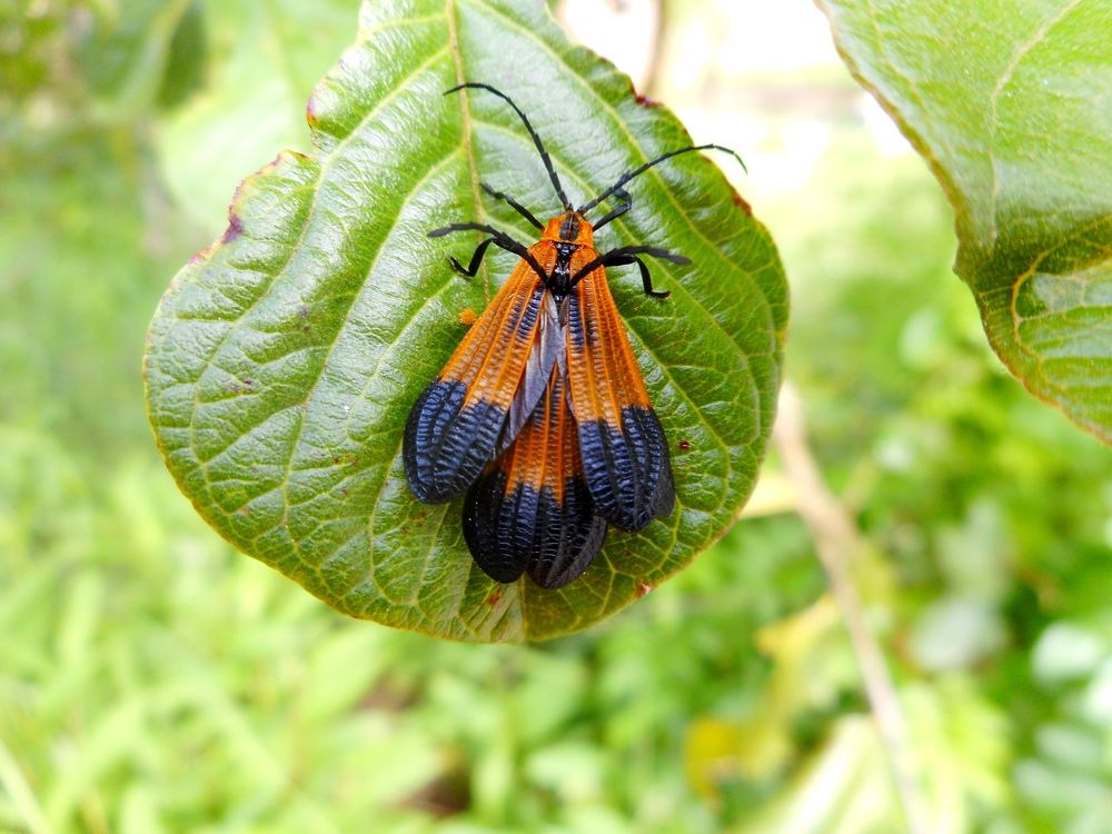 Photograph by Oscar Toyofuku