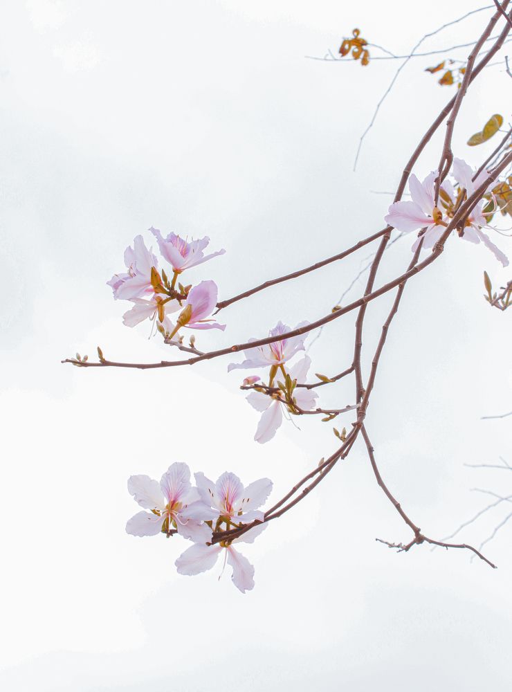 Photograph by Do Thị Trung Anh