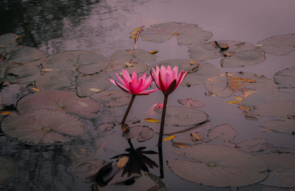 Photograph by Do Thị Trung Anh