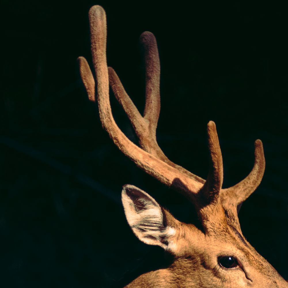 Photograph by PRIYOJIT CHOWDHURY