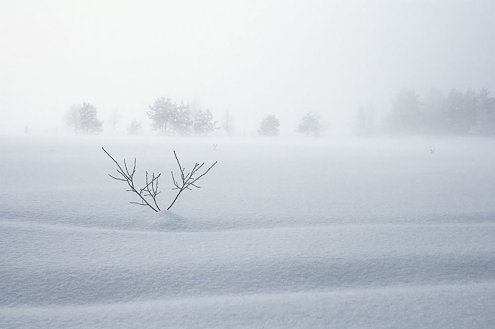 Photograph by Дмитрий Алексеев