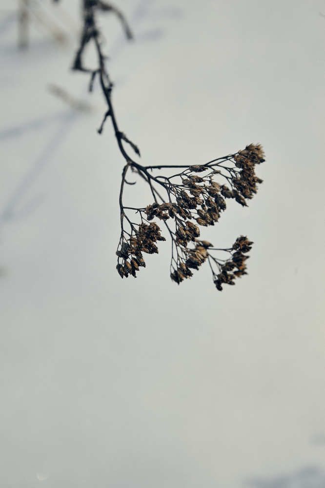 Photograph by MARIA PODORVAN