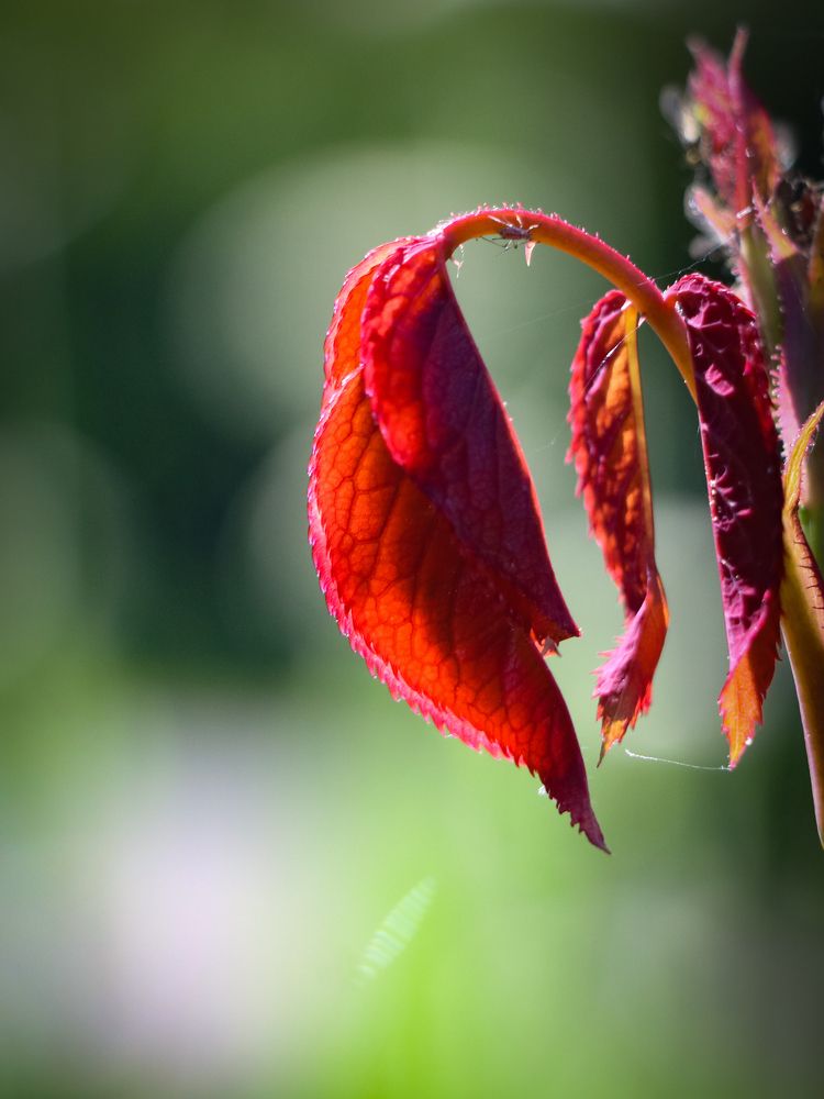 Photograph by Robert Seme