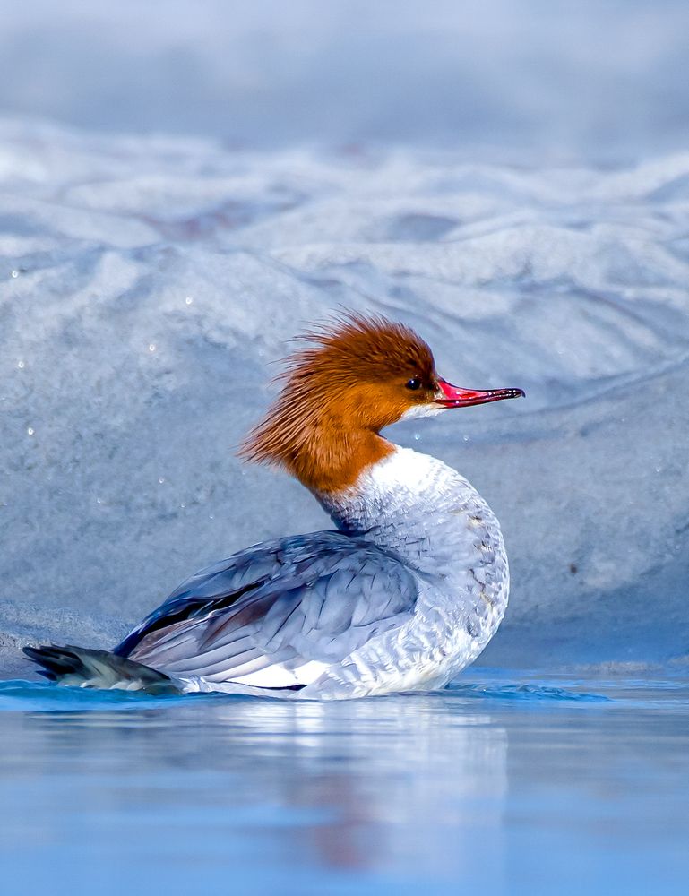 Common Merganser