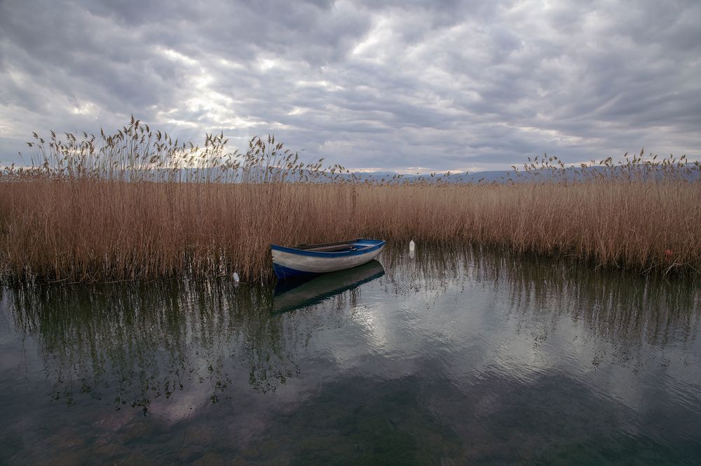 rowboat near reed grass