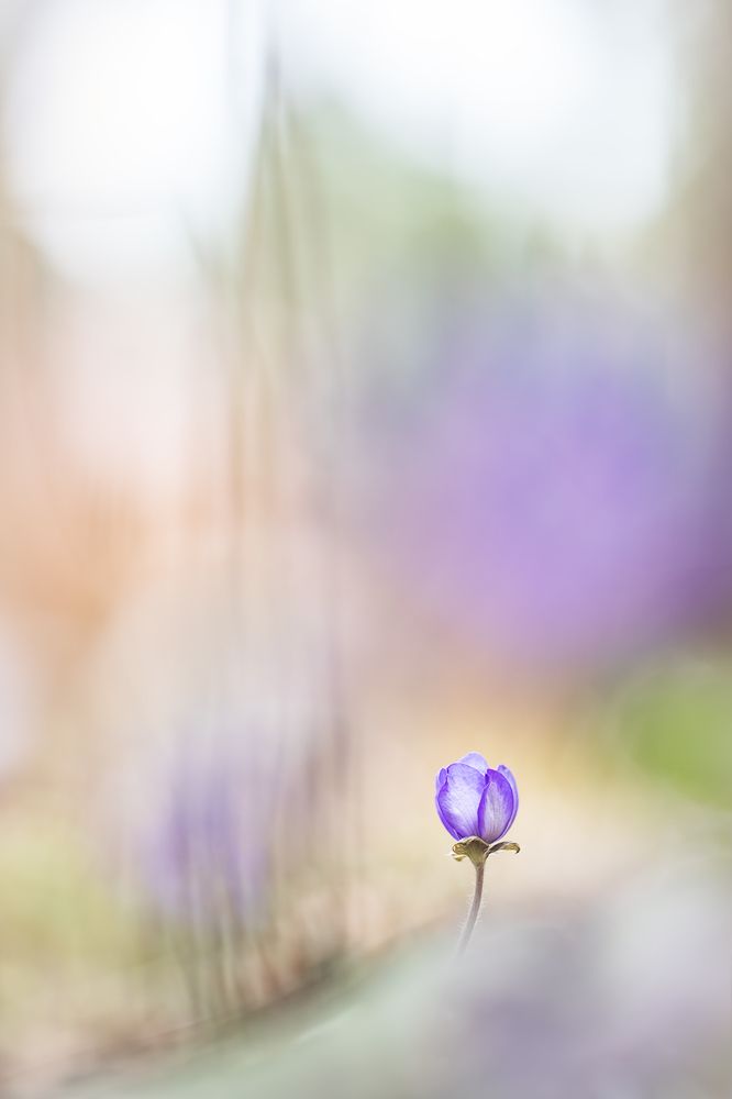 Фотография автора Надежда Муравьёва