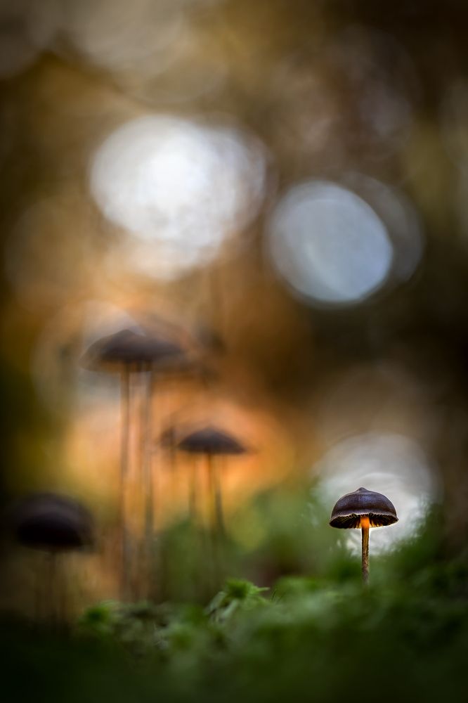 Фотография автора Надежда Муравьёва