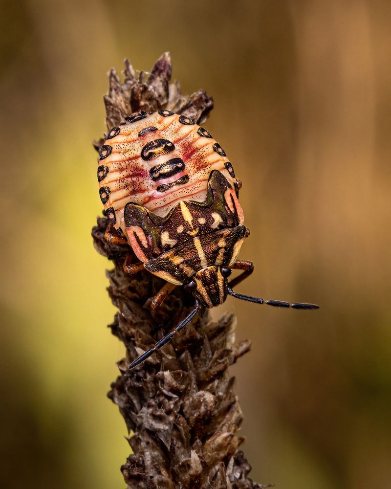 Фотография автора Alexander Dolapchiev