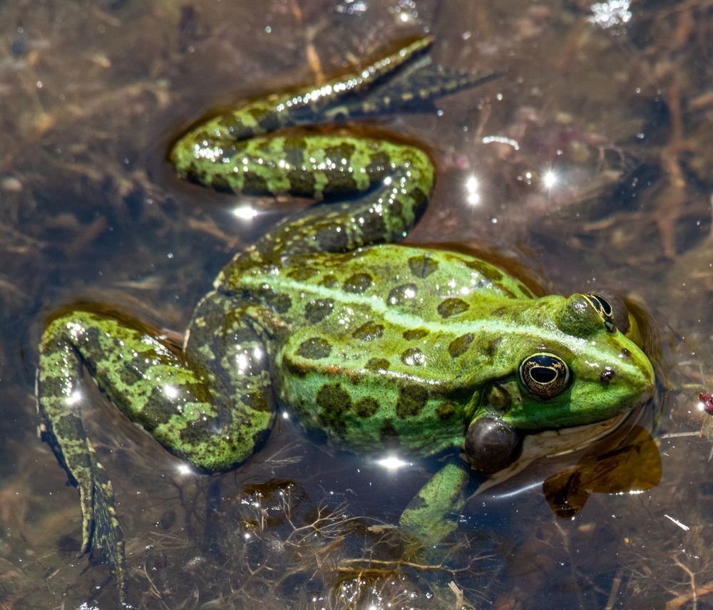 green frog in water
