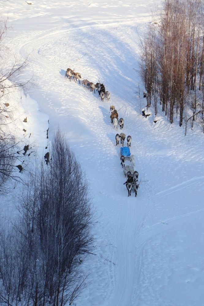 Жизнь оленевода