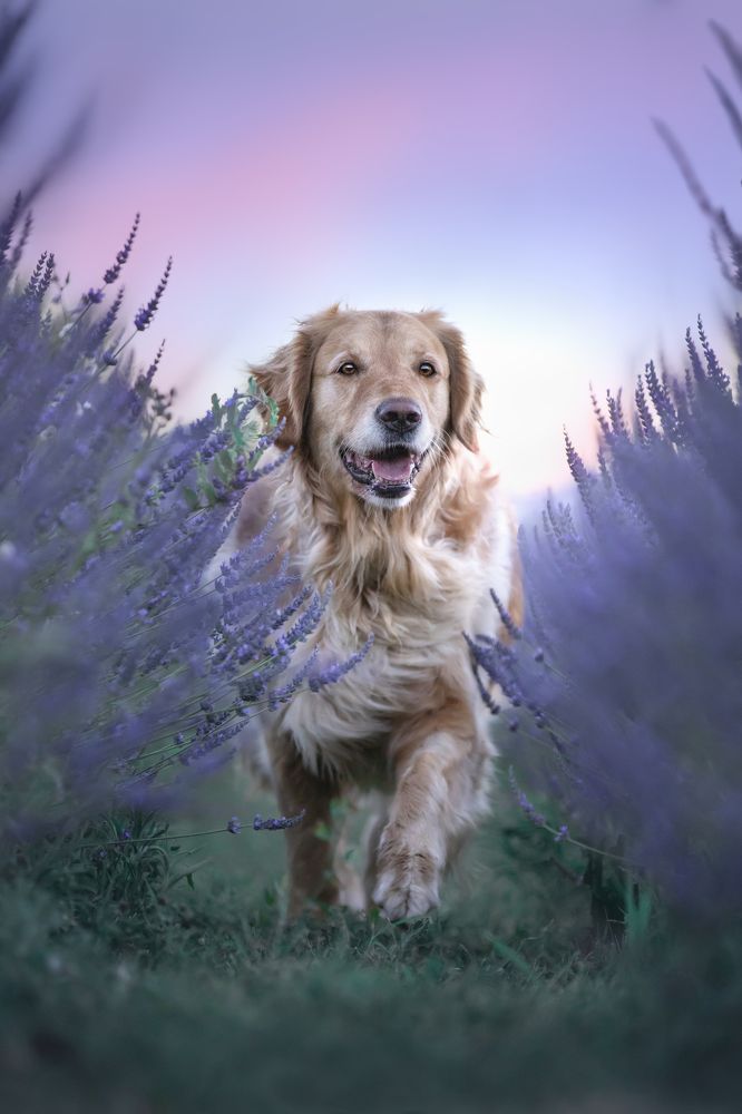 Photograph by Sara Pinotti