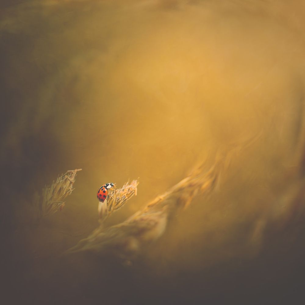 Photograph by Kristina Zvinakeviciute